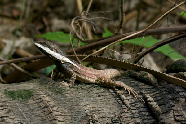 Northern Water Dragon (Tropicagama temporalis)