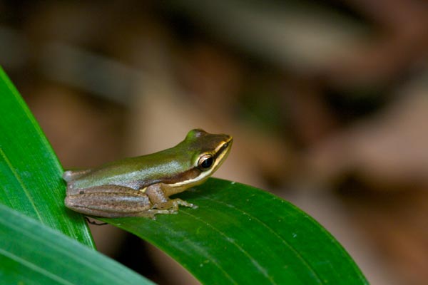 Northern Dwarf Treefrog (Litoria bicolor)