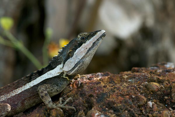 Northern Water Dragon (Tropicagama temporalis)