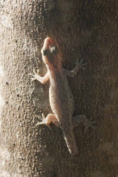 Common House Gecko (Hemidactylus frenatus)