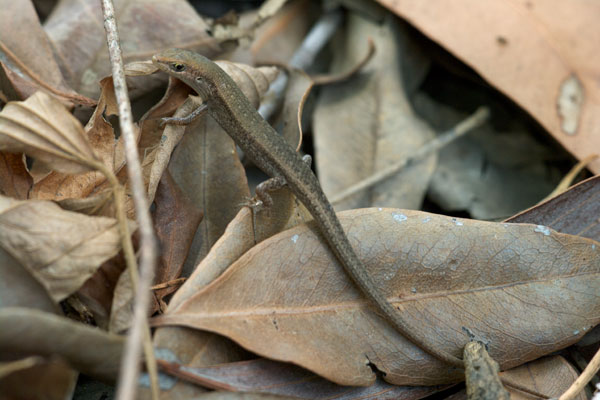 Slender Rainbow Skink (Carlia gracilis)