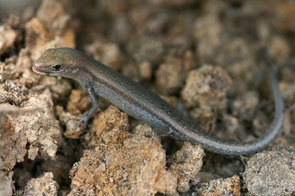 Slender Rainbow Skink (Carlia gracilis)