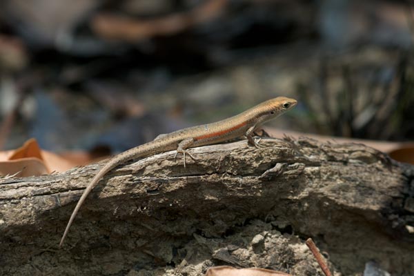 Slender Rainbow Skink (Carlia gracilis)