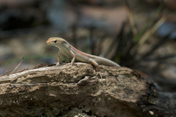 Slender Rainbow Skink (Carlia gracilis)