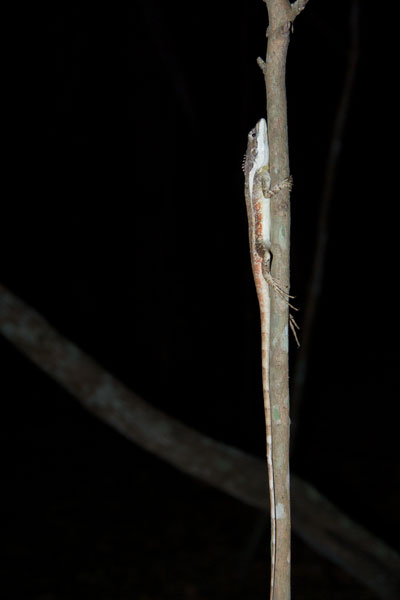 Northern Water Dragon (Tropicagama temporalis)