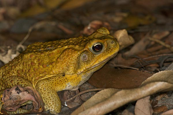 Cane Toad (Rhinella marina)