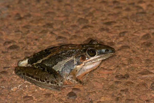 Rocket Frog (Litoria nasuta)