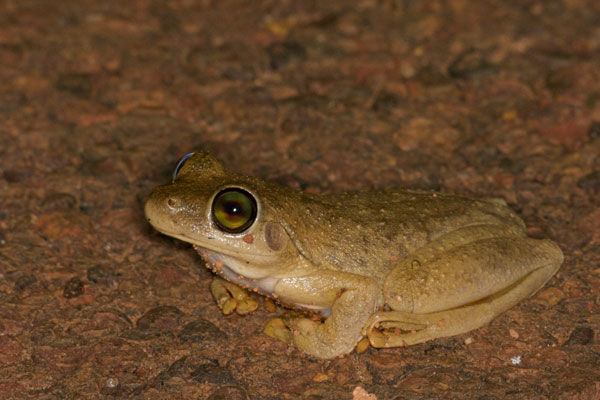 Roth’s Treefrog (Litoria rothii)