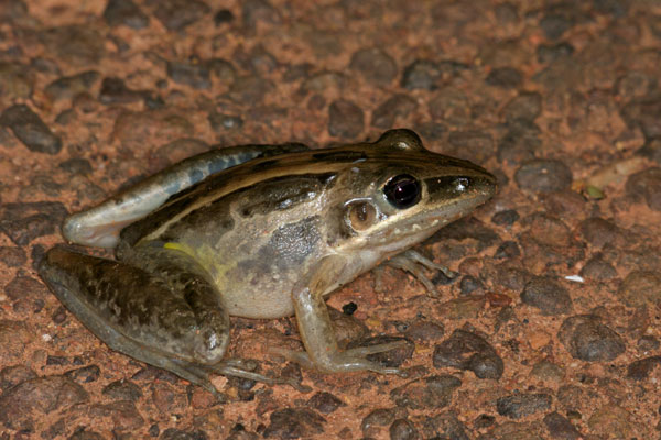 Rocket Frog (Litoria nasuta)