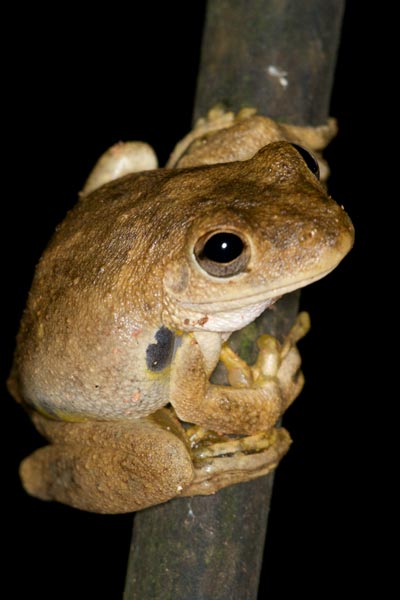 Roth’s Treefrog (Litoria rothii)