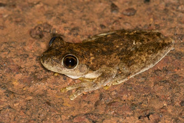 Roth’s Treefrog (Litoria rothii)