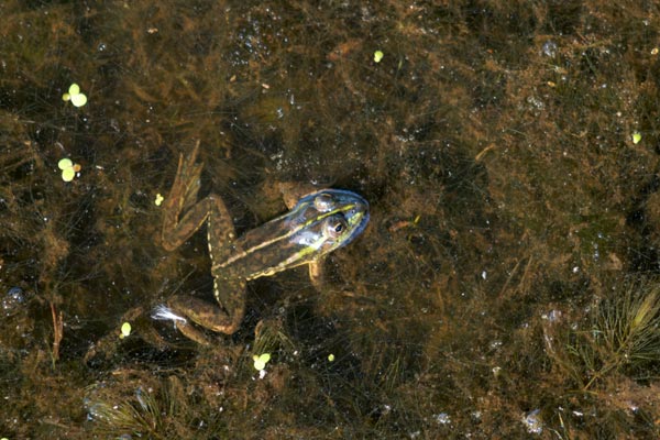 Dahl’s Aquatic Frog (Ranoidea dahlii)