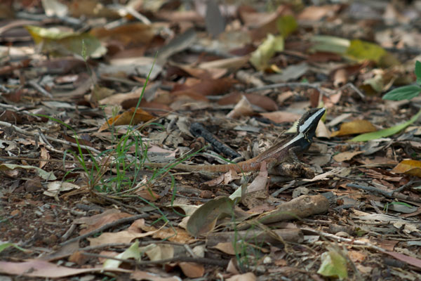 Northern Water Dragon (Tropicagama temporalis)