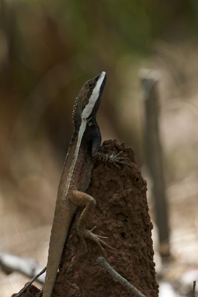 Northern Water Dragon (Tropicagama temporalis)