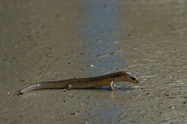 Orange-sided Bar-lipped Skink (Eremiascincus douglasi)