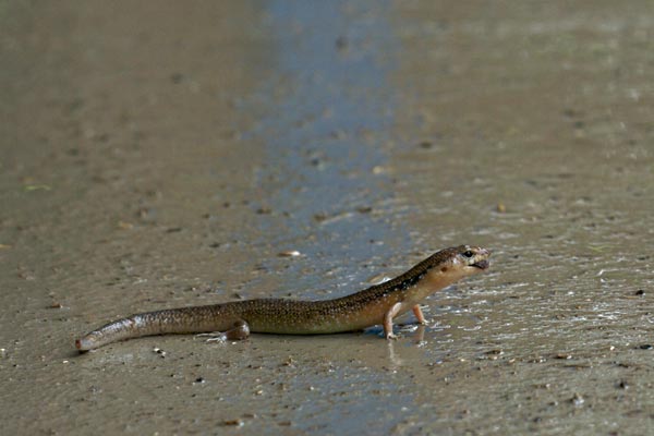 Orange-sided Bar-lipped Skink (Eremiascincus douglasi)