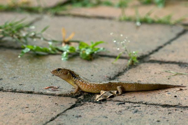 Orange-sided Bar-lipped Skink (Eremiascincus douglasi)