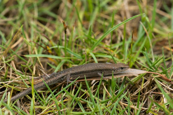 Slender Rainbow Skink (Carlia gracilis)