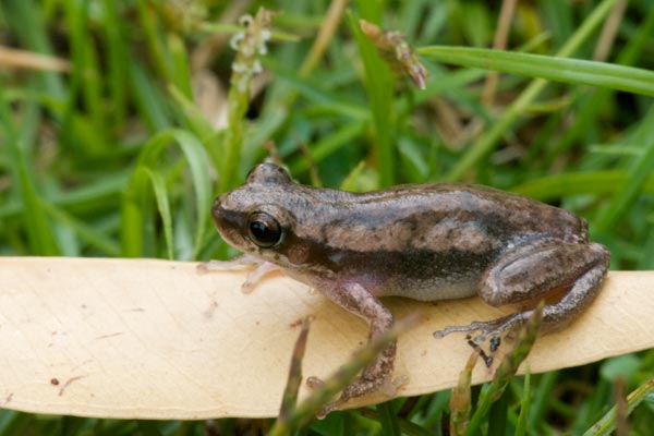 Desert Treefrog (Litoria rubella)