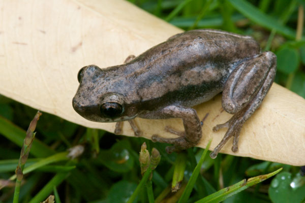 Desert Treefrog (Litoria rubella)