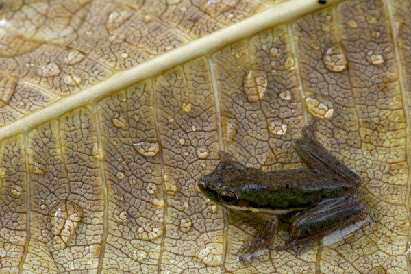 Northern Dwarf Treefrog (Litoria bicolor)