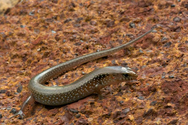 Orange-sided Bar-lipped Skink (Eremiascincus douglasi)