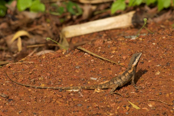 Northern Water Dragon (Tropicagama temporalis)