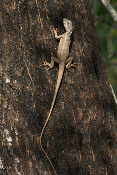 Northern Water Dragon (Tropicagama temporalis)