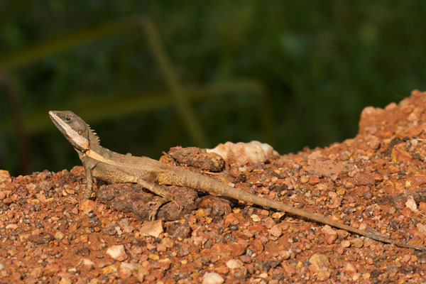 Northern Water Dragon (Tropicagama temporalis)