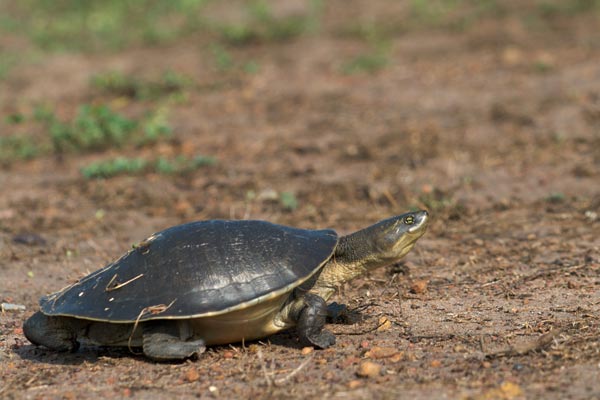 Worrell’s Turtle (Emydura subglobosa worrelli)