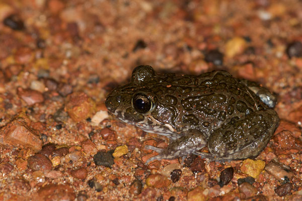 Marbled Frog (Limnodynastes convexiusculus)