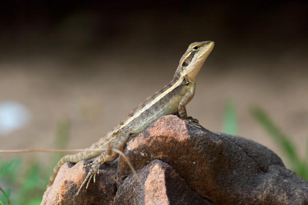 Gilbert’s Dragon (Lophognathus gilberti)