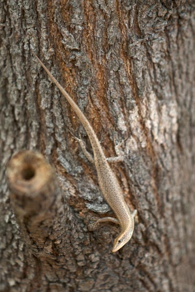 Swanson’s Snake-eyed Skink (Cryptoblepharus cygnatus)