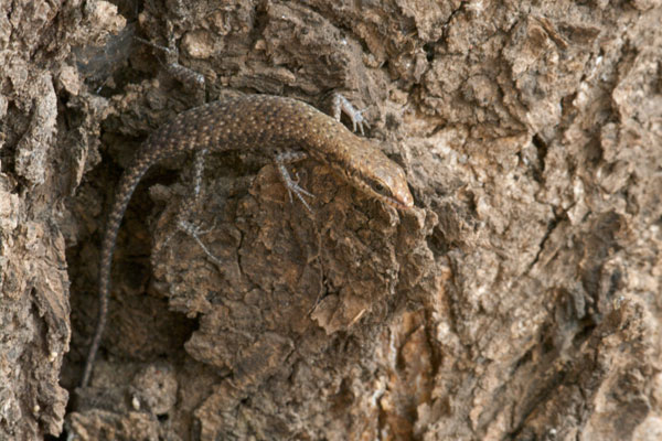 Two-spined Rainbow Skink (Carlia amax)