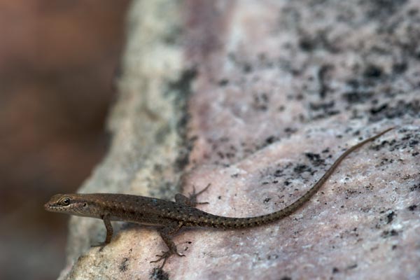 Two-spined Rainbow Skink (Carlia amax)