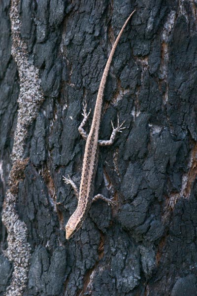 Swanson’s Snake-eyed Skink (Cryptoblepharus cygnatus)