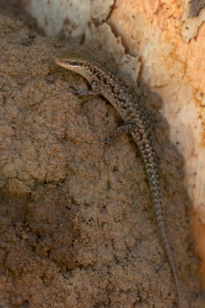 Two-spined Rainbow Skink (Carlia amax)