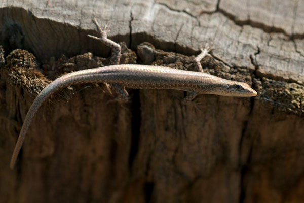 Swanson’s Snake-eyed Skink (Cryptoblepharus cygnatus)