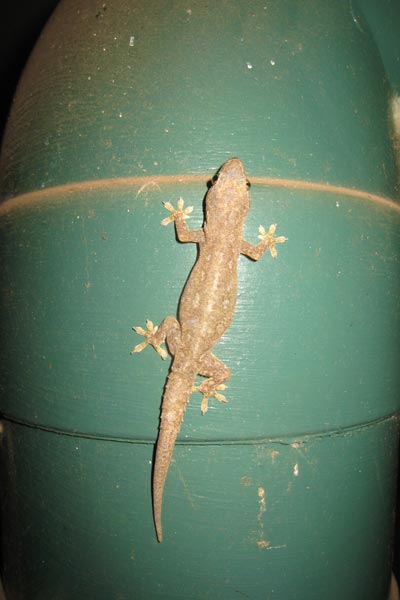 Common House Gecko (Hemidactylus frenatus)