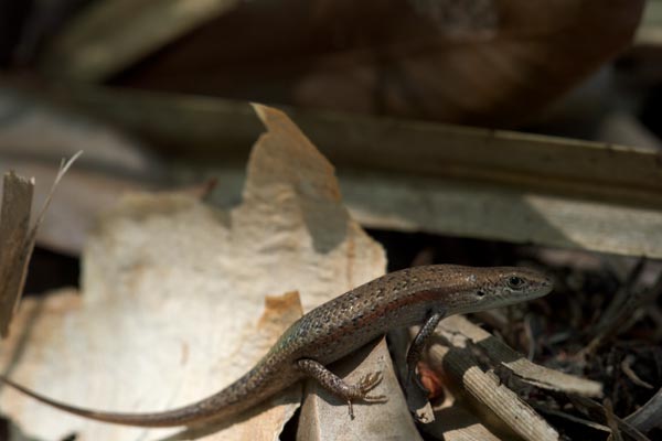 Slender Rainbow Skink (Carlia gracilis)