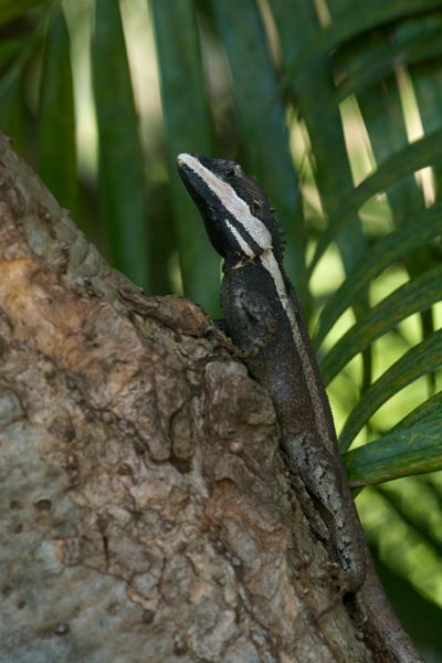 Northern Water Dragon (Tropicagama temporalis)