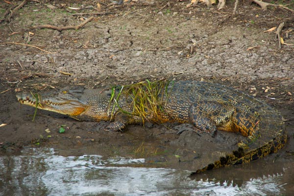 Estuarine Crocodile (Crocodylus porosus)