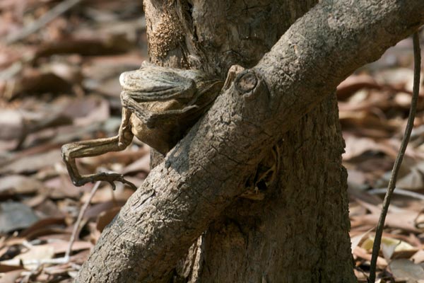 Cane Toad (Rhinella marina)