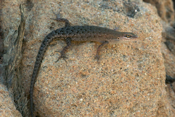 Two-spined Rainbow Skink (Carlia amax)