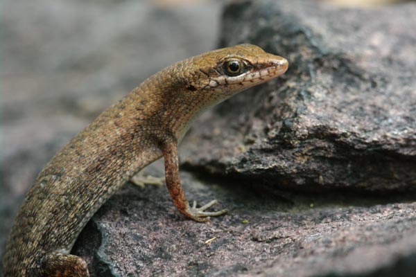 Two-spined Rainbow Skink (Carlia amax)