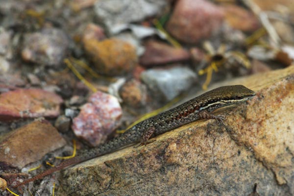 Shaded-litter Rainbow Skink (Carlia munda)