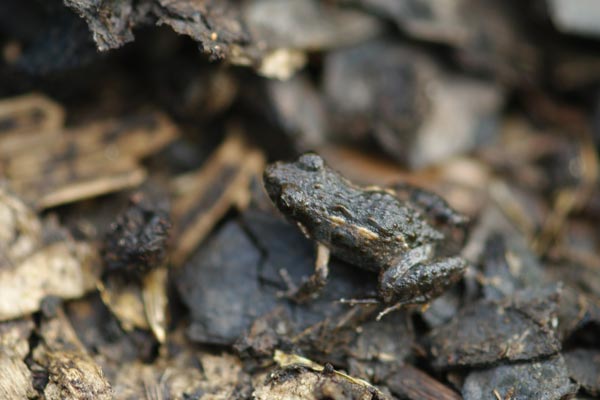 Remote Froglet (Crinia remota)