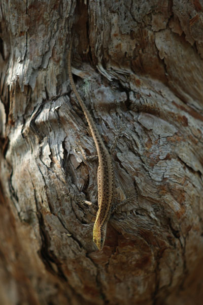 Swanson’s Snake-eyed Skink (Cryptoblepharus cygnatus)