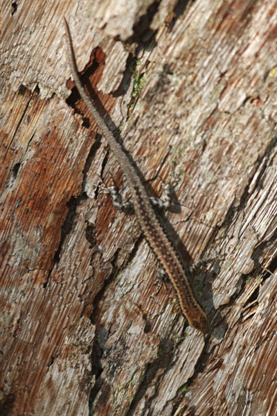 Swanson’s Snake-eyed Skink (Cryptoblepharus cygnatus)