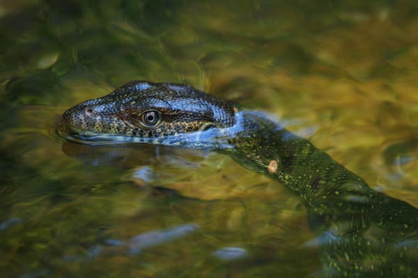 Merten’s Water Monitor (Varanus mertensi)